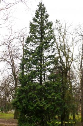 Chamaecyparis lawsoniana
